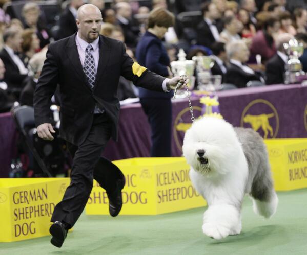 Swagger old english sheepdog hotsell